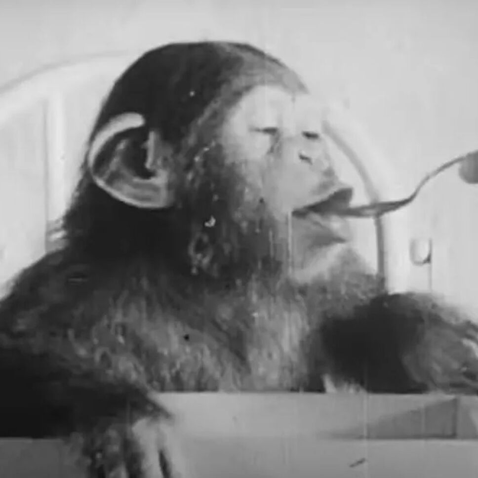 Chimpancé, bebé, psicólogos b.jpg