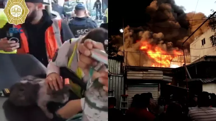 Rescatan a un gatito del incendio en Tepito y le dan primeros auxilios