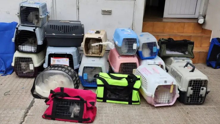rescatan a 23 gatos que iban a ser cocinados