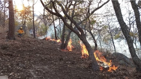 Muere voluntario en incendio de la Sierra de Puruagua, Jerécuaro, 19 de abril 2025.png
