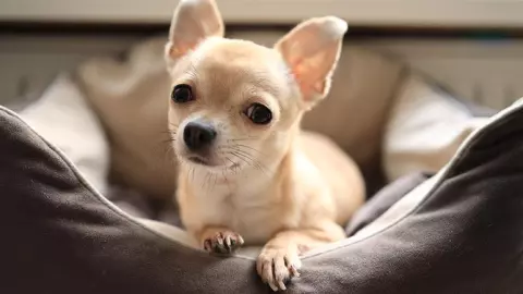 celebran xv años de perrita chihuahua con vestido y vals se viraliza en tiktok.jpg