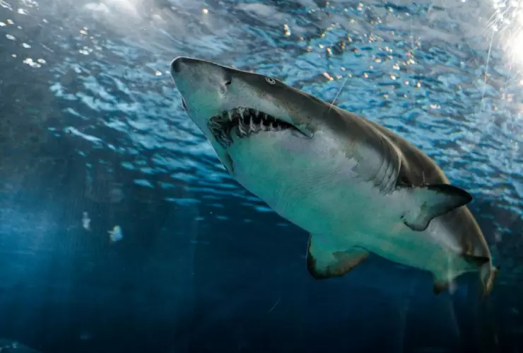 ¡Impactante y terrorífico momento! Nuevo ataque de tiburón en Australia; un joven fue mutilado