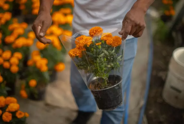 Flores de cempasuchil en Mexico