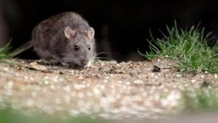 ratón
