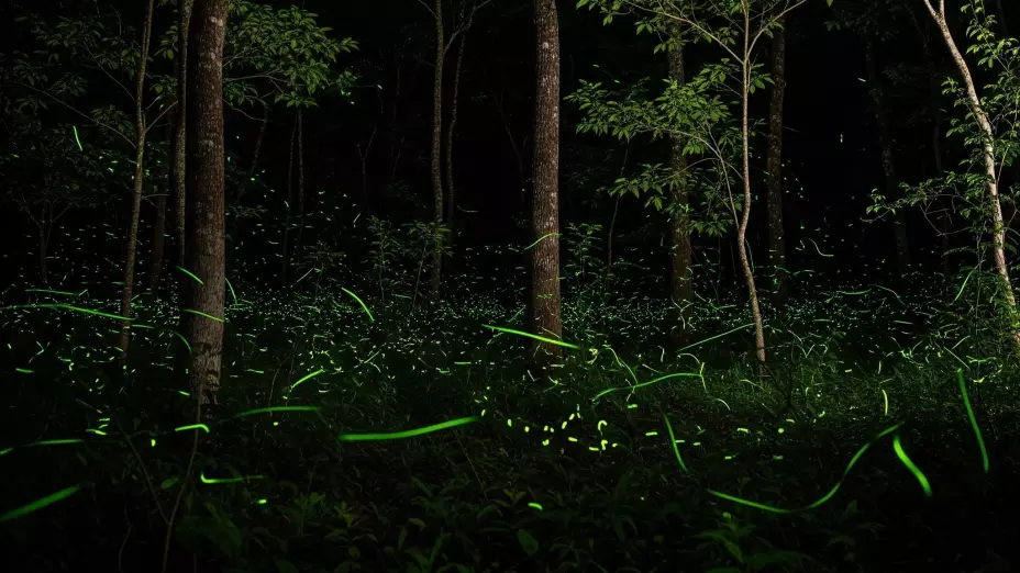 ¿Dónde ver luciérnagas cerca de CDMX? Municipios de Edomex para el avistamiento en junio 2025