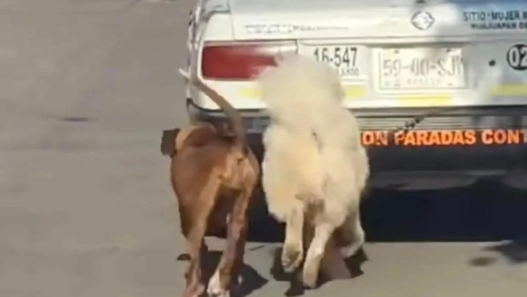 Maltrato animal en Oaxaca: Taxista es captado arrastrando a dos perros en la región Mixteca