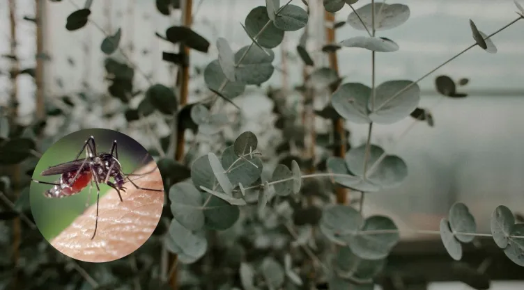 La planta que ahuyenta a los mosquitos que pocos conocen