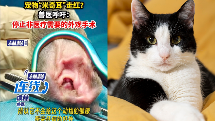 Cirugía estética para gatos y perros