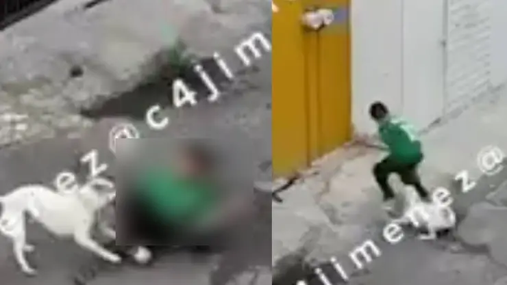 perro atacado por un perro