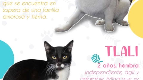 Día del Gato: Así puedes adoptar un gatito rescatado por la Policía CDMX