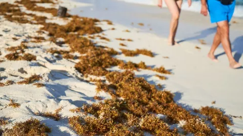 En Quintana Roo, algunas playas sufren acumulación de sargazo, afectando paisaje y vida marina, sin embargo, hay otras que están libres de ellas.