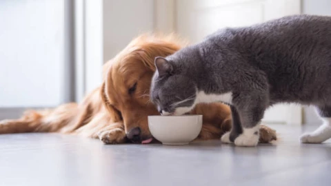 comida-vegana-para-perros-y-gatos-como-podria-reducir-emisiones-y-alimentar-a-519-millones-personas