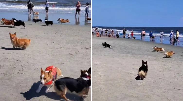 perritos_carrera_corgi_playa