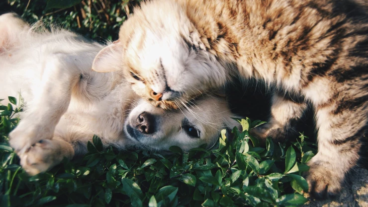 ¿Qué siente una mascota cuando hay eclipse solar?