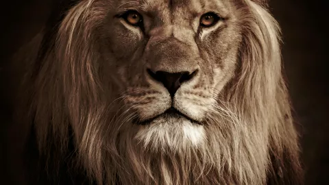 Por una selfie, hombre es víctima de un ataque de león y muere dentro de la jaula en el zoológico