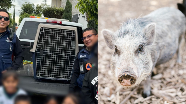 Jabalí rescatado en León, Guanajuato