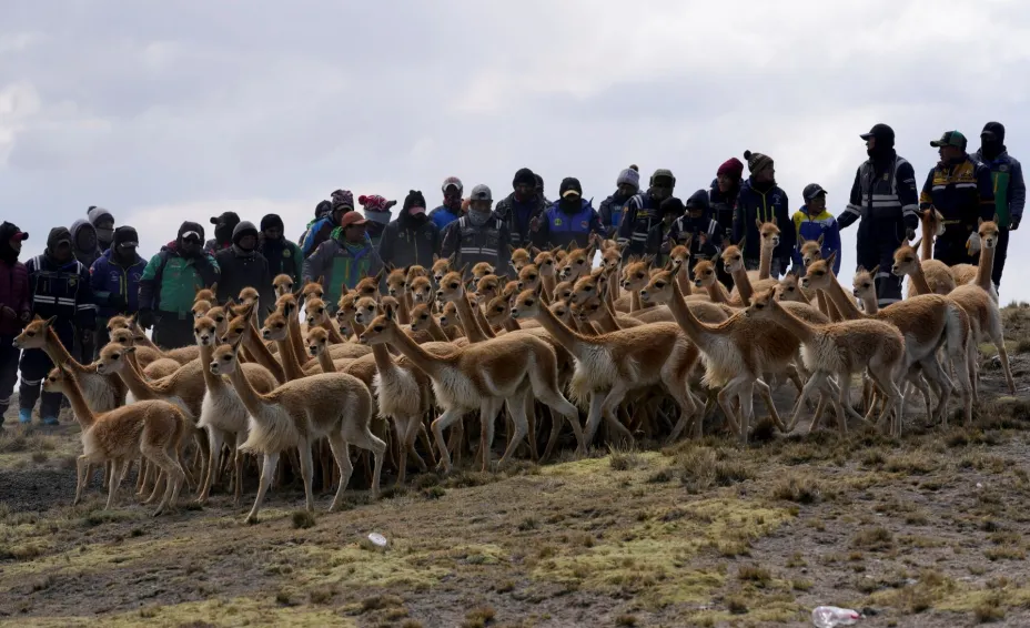animales Perú AP.jpg