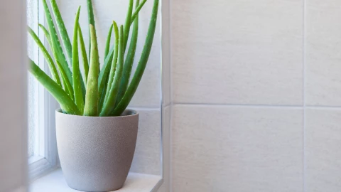 planta elimina humedad baño