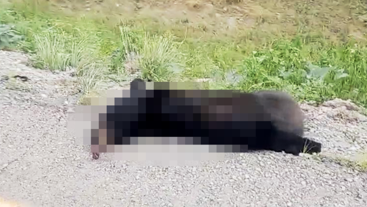 Oso negro atropellado.jpg