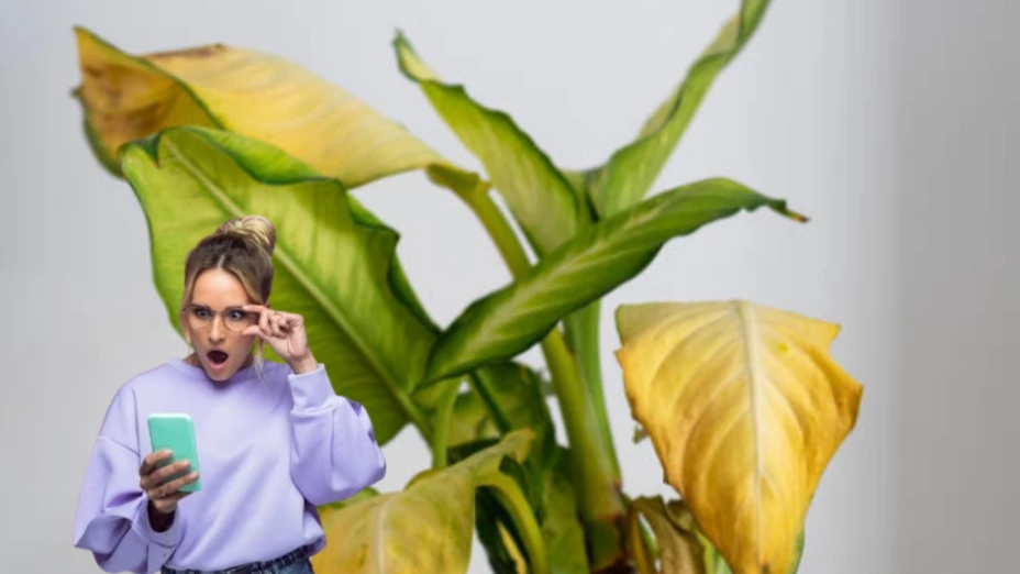 La realidad de por qué aparecen hojas amarillas en tus plantas
