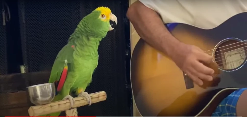 Tico el perico junto su dueño.png