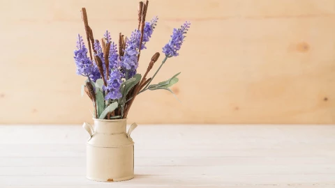 plantas que ahuyentan cucarachas