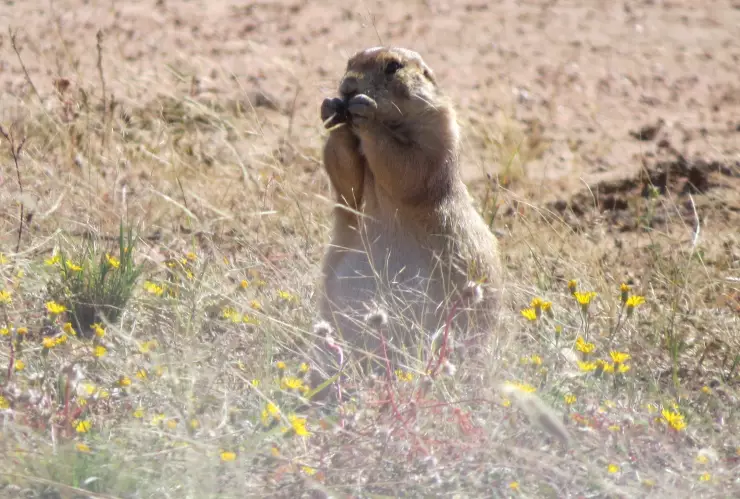 perrito-de-la-pradera-colonia-méxico