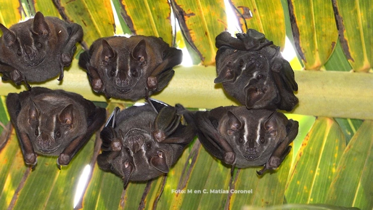 Emiten aviso epidemiológico por rabia humana en nuestro país