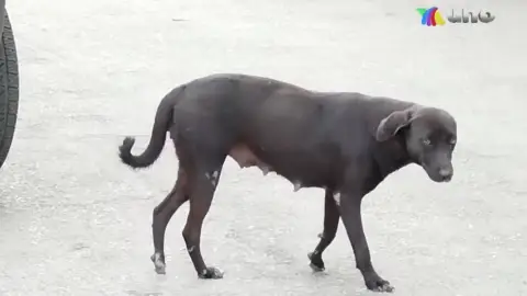 perros gatos envenanmienmto