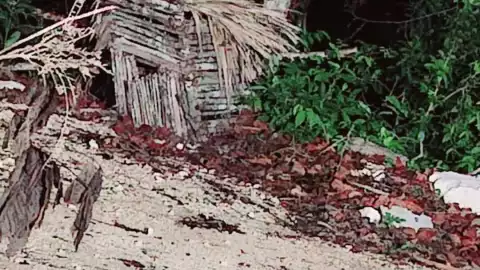 Reportan avistamiento de aluxe en Aeropuerto de Tulum y genera polémica en redes foto 2.jpg