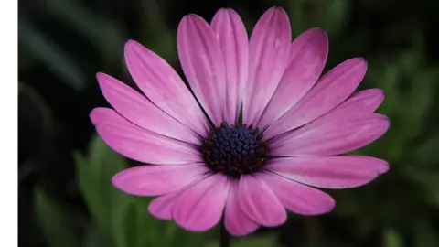 Flores Moradas_ ¿Cuál es la película en la que se inspiró el Trend de TikTok para regalar flores violetas el 9 de noviembre