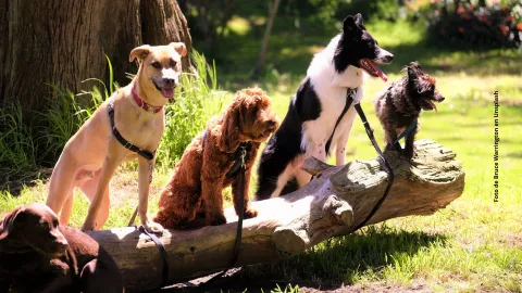 &iquest;Qu&eacute; raza de perro eres, seg&uacute;n tu fecha de nacimiento?
