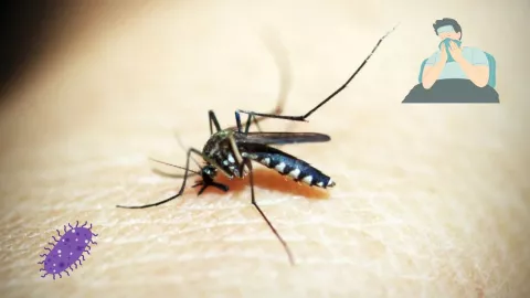 Dengue y zika en México, ¿cómo prevenirlo?