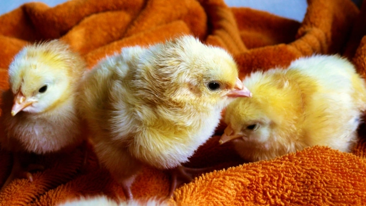 Autoridades de Guatemala destapan redes de tráfico de pollos provenientes de México