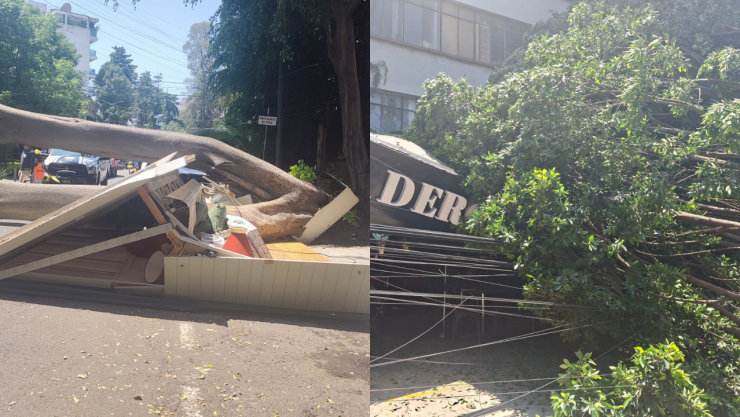 Cae árbol de 25 metros en Polanco, CDMX: Aplasta vehículo y destruye fachadas de restaurantes