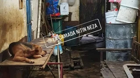 Hombre recoje perros para sacrificarlos.