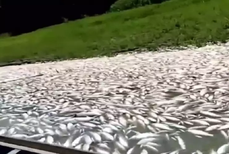 Video Aparecen miles de peces muertos en el lago Coari, Brasil