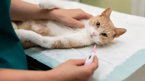 PORTADA virus mortal gatos en humanos.jpg