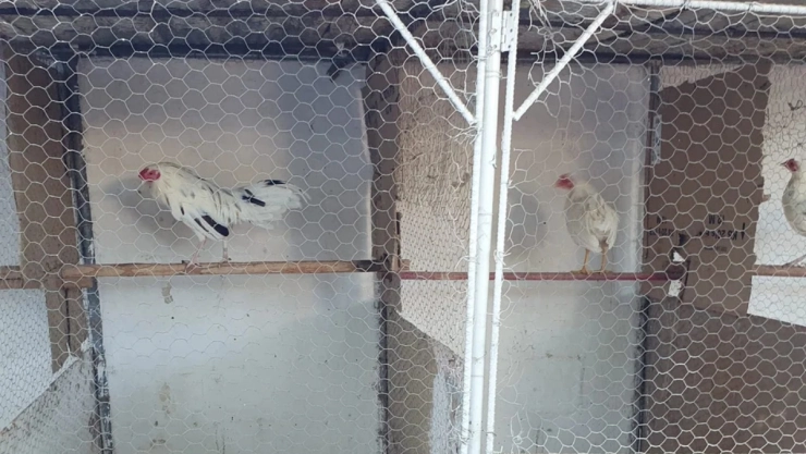 Sinaloa penal gallos de pelea