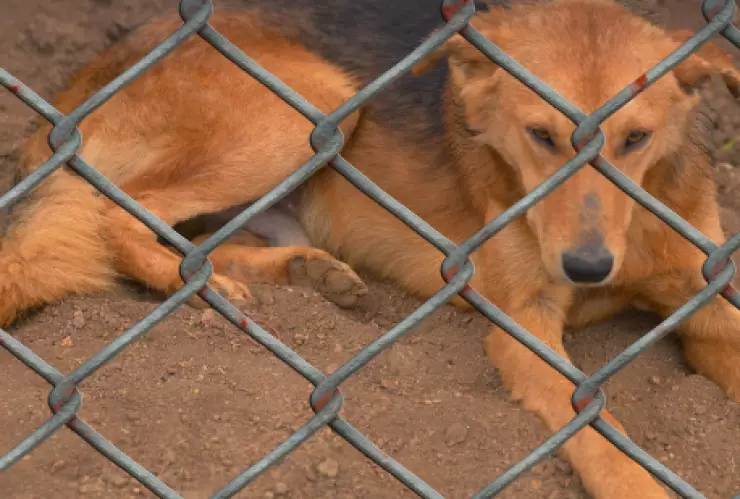 Envenenamiento Atlixco