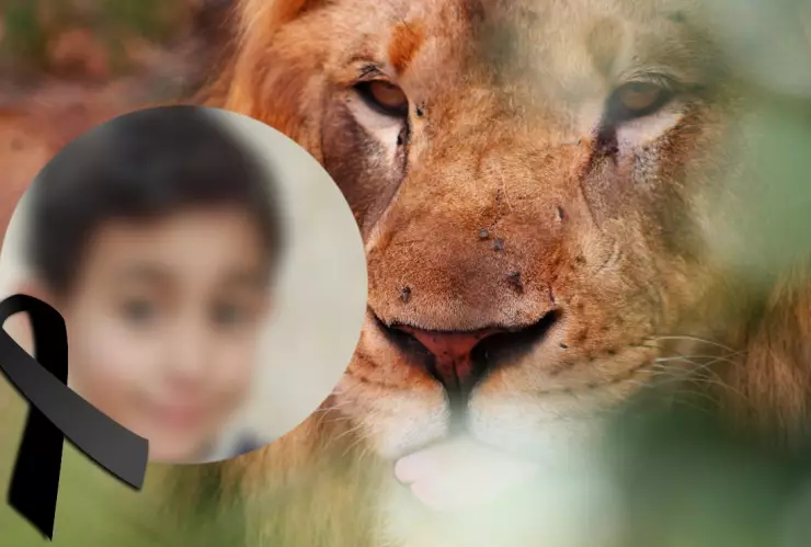 niño muere atacado por León