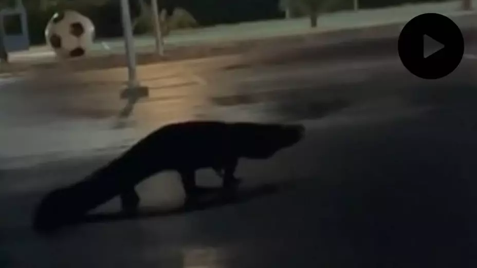 PORTADA video enorme cocodrilo en Progreso.jpg