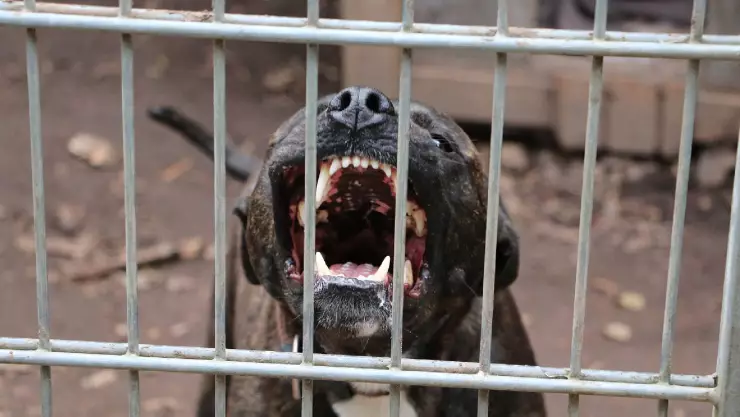 ¡Tragedia en Texas! Bebé muere atacado por tres perros pitbull; niñera detenida