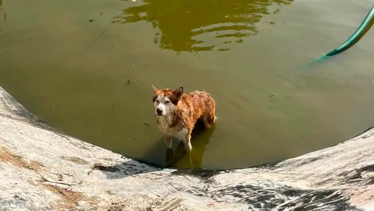 Perrito