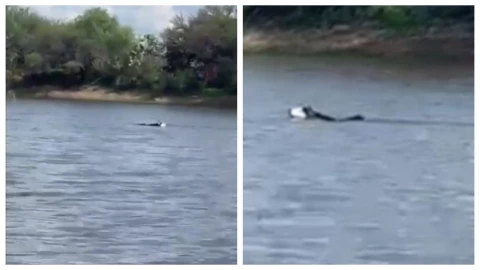 Joven muere ahogado en presa de Aguascalientes; su perro desesperadamente lo busca en el agua