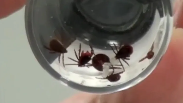 CASOS DE RICKETTSIA