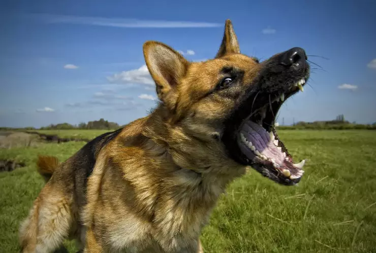 Cómo denunciar y multas tras un ataque de perro