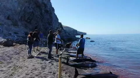 Hallan cadáveres de 33 delfines muertos en costas de Baja California Sur.