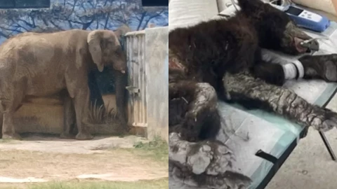 Clausuran-zoológico-La-Pastora-por-maltrato-animal-tras-caso-de-la-osa-Mina