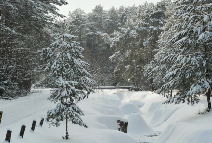 FRENTE FRIO 12 CHIHUAHUA.jpg
